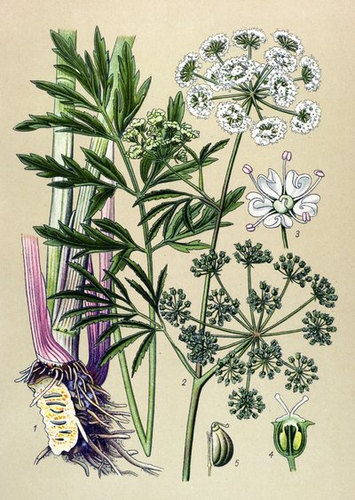 Kasvitieteellinen lauta, myrkyllinen ja lääkekasvi: Vesihelma (Cicuta virosa). tekijältä Unbekannter Künstler