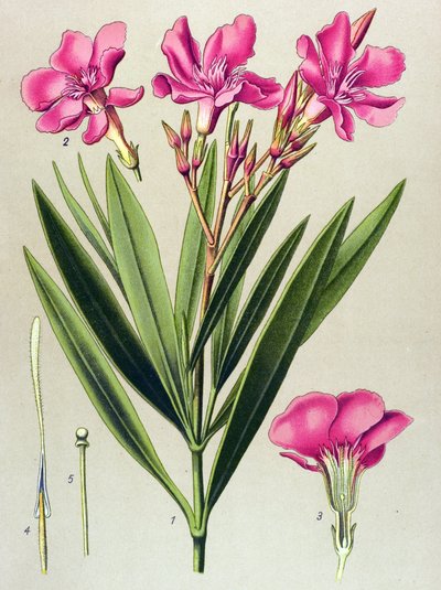 Kasvitieteellinen levy, myrkyllinen ja lääkekasvi: vaaleanpunainen laakerinlehti (Nerium oleander) tekijältä Unbekannter Künstler