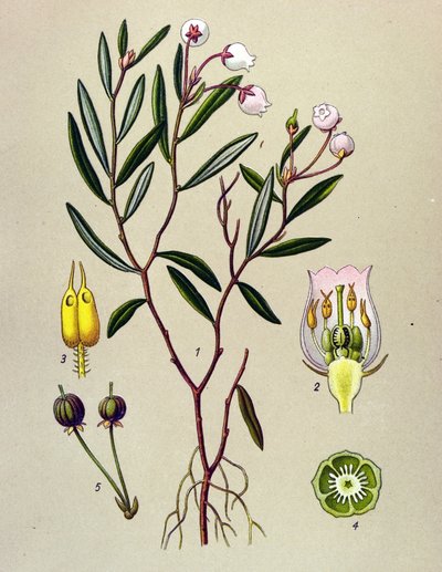 Kasvitieteellinen levy, myrkyllinen kasvi (myrkyllinen): Andromedalla on poloniumlehtiä (Andromeda polifolia) tekijältä Unbekannter Künstler