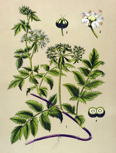 Kasvitieteellinen levy, myrkyllinen kasvi: Berle (Berula angustifolia) tekijältä Unbekannter Künstler