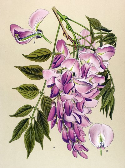 Kasvitieteellinen levy, myrkyllinen kasvi (myrkyllinen): kiinalainen glysiini (Wisteria chinensis) tekijältä Unbekannter Künstler