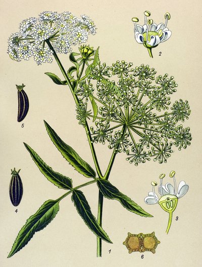 Kasvitieteellinen lauta, veneinen kasvi (myrkyllinen): Great Berle (Sium latifolium) tekijältä Unbekannter Künstler
