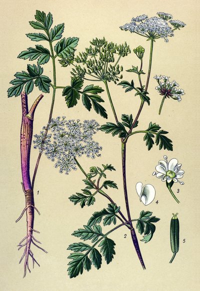 Kasvitieteellinen lauta, veneinen kasvi (myrkyllinen): Kalteva kirsikka (Chaerophyllum temulum) tekijältä Unbekannter Künstler