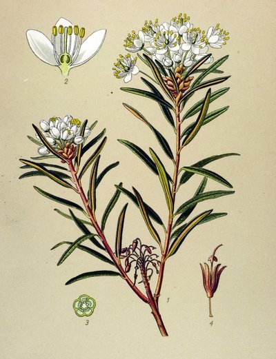 Kasvitieteellinen lauta, veneinen kasvi (myrkyllinen): Marsh Ledon (Ledum palustre) tekijältä Unbekannter Künstler