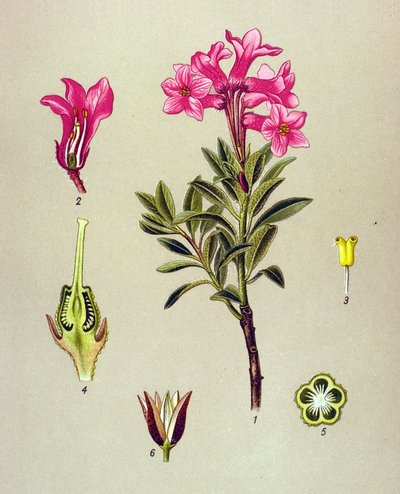 Kasvitieteellinen lauta, veneinen kasvi (myrkyllinen): Rhododendron cilie (Rhododendron hirsutum) tekijältä Unbekannter Künstler