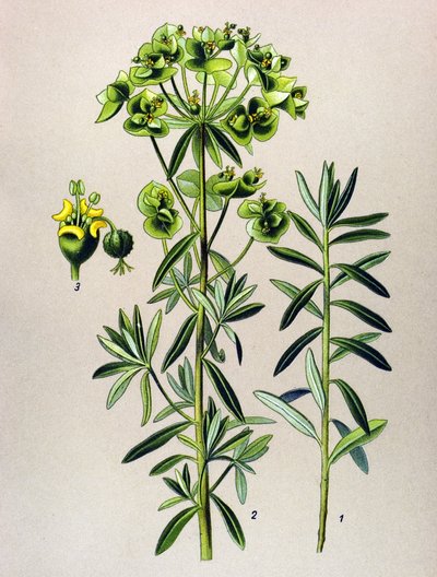 Kasvitieteellinen lauta, veneinen kasvi (myrkyllinen): Pyöreä Eule tai Euphorbia Peplus (Euphorbia Peplus) tekijältä Unbekannter Künstler