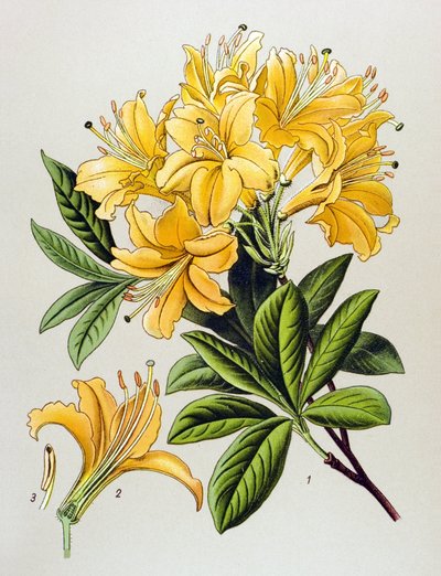 Kasvitieteellinen lauta, veneinen kasvi (myrkyllinen): Keltainen atsalee (Rhododendron luteum) tekijältä Unbekannter Künstler