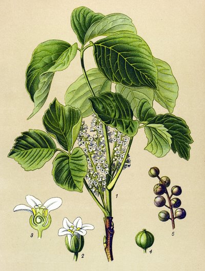 Kasvitieteellinen lauta, veneen kasvi (myrkyllinen): kiipeilysumakki (Rhus toxicodendron) tekijältä Unbekannter Künstler