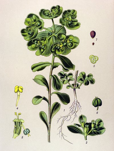 Kasvitieteellinen lauta, veneinen kasvi (myrkyllinen): euphorbia heräävä aamu tai pieni valo (Euphorbia helioscopia) tekijältä Unbekannter Künstler