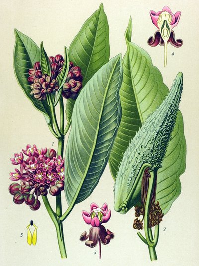 Kasvitieteellinen lauta, myrkyllinen kasvi: papukaija (Asclepias Cornuti) tekijältä Unbekannter Künstler