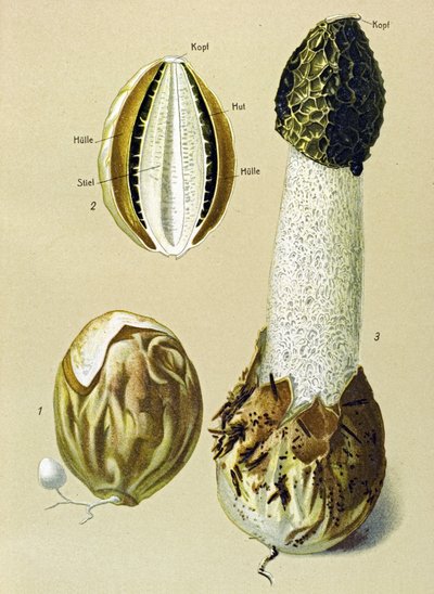 Kasvitieteellinen lauta, jossa syötävä sieni: Stinky Satyre (Phallus impudicus) tekijältä Unbekannter Künstler