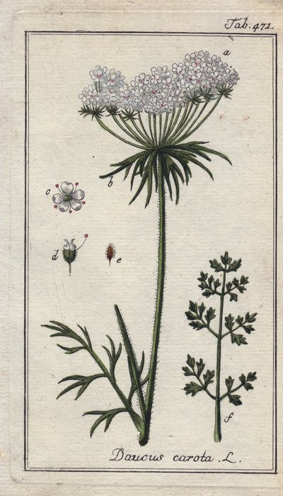 Kasvitieteellinen: porkkanankukka - Porkkanan kukat ja lehdet, Daucus carota. Käsinväritetty kuparikaiverrus B. Thannerin piirroksesta Johannes Zornin teoksesta "Icons plantarum medicinalium", Saksa. tekijältä Unbekannter Künstler