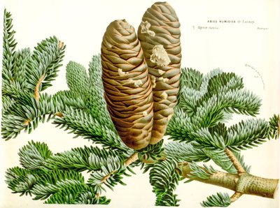 Kasvitieteellinen kuva / Abies numidica / Algerian kuusi / Numidie fir tekijältä Unbekannt