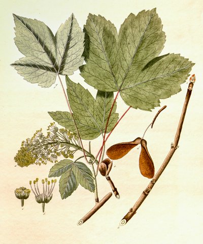 Kasvitieteellinen kuva/Acer pseudoplatanus/Sycamore Maple tekijältä Unbekannt