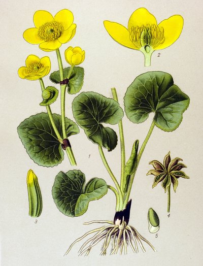 Kasvitieteellinen lankku. Veneen kasvi (myrkyllinen): suopopulaatio (Caltha palustris) tekijältä Unbekannter Künstler