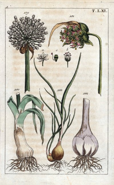 Kasvitieteet: purjo, valkosipuli, echalote - purjo, Allium pollum 179, valkosipulin kukka, Allium sativum 181, valkosipulin sipuli 182, ja salottisipuli, Allium cepa var. aggregatum, ascalonicum. tekijältä Unbekannter Künstler