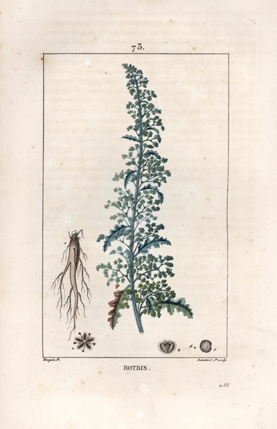 Botris (Chenopodium botrys) - Lambert filsin kaiverrus Pierre Jean Francois Turpinin (1775-1840) piirroksen mukaan, teoksesta La flore medicale, Chaumeton, Poiret et Chamberet, Pariisi 1830 - Jerusalem oak goosefoot, Dysphania botrys - Lambertin kaiverrus  tekijältä Unbekannter Künstler