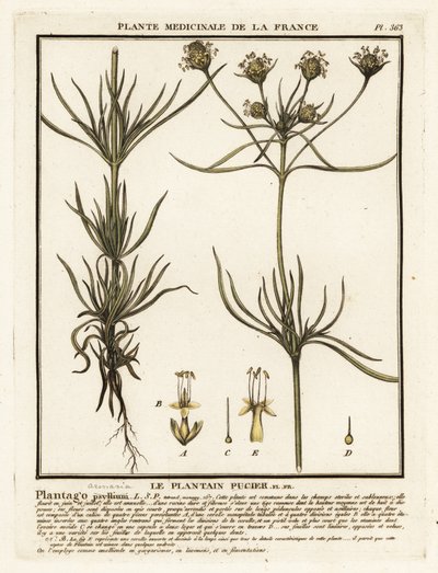 Haaroittunut jauhobanaani, Plantago indica. tekijältä Unbekannter Künstler