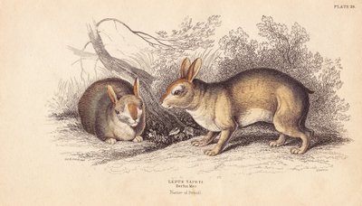 Brasilian kani, Sylvilagus brasiliensis (Lepus tapeti). Berliinin museossa olevista yksilöistä. Lizarsin käsin väritetty teräskaiverrus Charles Hamilton Smithin kuvituksen mukaan William Jardine