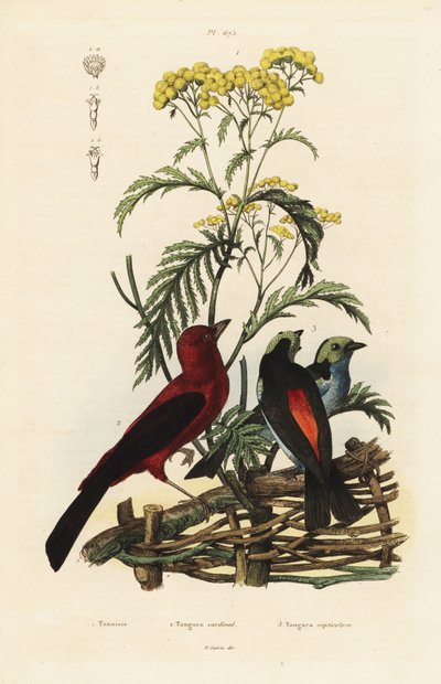Brasilian Tanager, Rumposleus brasilix ja Paradise Tanager, Tangara chilensis tekijältä Unbekannt