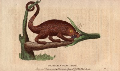 Bresilian epic pork (Coendou prehensilis), trooppisiin kantoihin kuuluva, puolimetsäeläimiin kuuluva amerikkalainen epic pork, jonka hännän avulla se pystyy kiipeilemään puihin. Thomas Pennantin (1726-1798) piirros. Litografia The Naturalist Pocket Magazin tekijältä Unbekannter Künstler