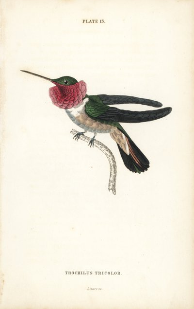 Laajahäntäkolibri, Selasphorus platycercus (Kolmivärinen kolibri, Trochilus tricolor). William Lizarsin käsin värjätty teräskaiverrus Sir William Jardinen Naturalist