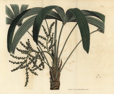 Leveälehtinen ladypalmu, Rhapis excelsa (uroskääpiöjauhettu rottinki, Rhapis flabelliformis mas tekijältä Unbekannt