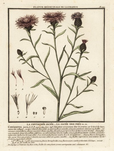 Ruskea kukkaruoho, Centaurea jacea. tekijältä Unbekannter Künstler