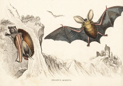 Ruskopitkäkorvanlepakko tai pitkäkorvanlepakko. Käsinväritetty teräskaiverrus Georg Friedrich Treitschken luonnonhistoriallisesta galleriasta, Naturhistorischer Bildersaal des Thierreiches, Liepzig-1842. tekijältä Unbekannter Künstler