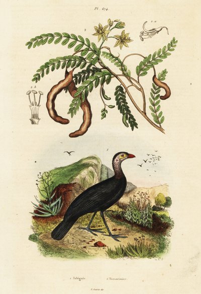 Brushturkey and tarind., 1834-1839 (kaiverrus) tekijältä Unbekannter Künstler