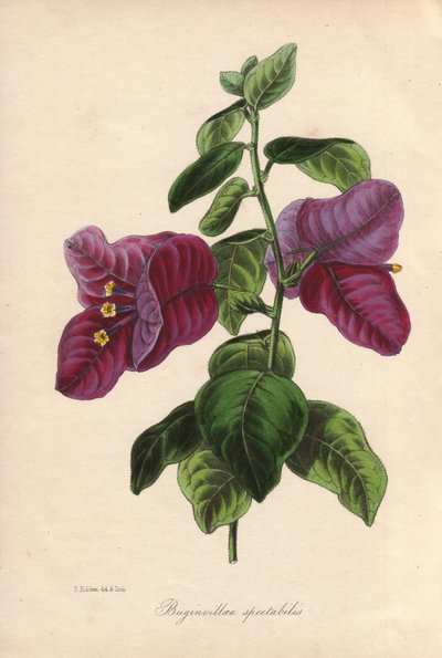 Buginvillaea spectabilis (La bougainvillee tai bougainvillee). Samuel Holdenin Sir Joseph Paxtonille piirtämä käsinvärilitografia, "Magazine of Botany", Lontoo, W.S. Orr. tekijältä Unbekannter Künstler