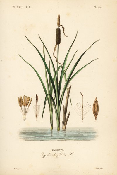 Räjähdys tai leveälehtinen kissanhäntä, Typha latifolia, Massette tekijältä Unbekannt