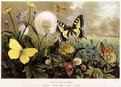 Perhosia lumessa elokuvassa Animal Life”, kirjoittanut A.E. Brehm, Torino tekijältä Unbekannt
