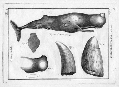Cachalot trumpo (trompe) Pierre Joseph Bonnaterren (1762-1804) teoksessa "Painting Encyclopedique et Methodique des trois Regnes de la Nature". Pariisi 1784. tekijältä Unbekannter Künstler