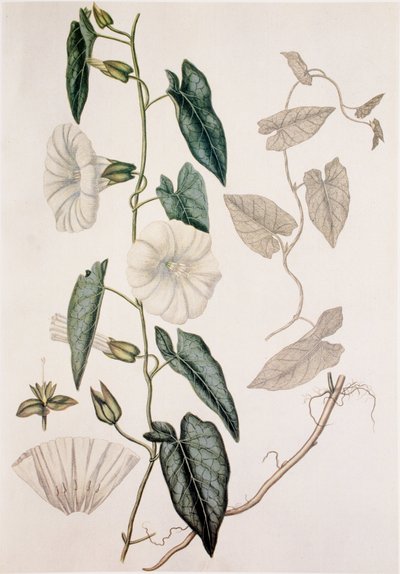 Calystegia sepium/Convolvulus sepium/Hedge Bedding tekijältä Unbekannt