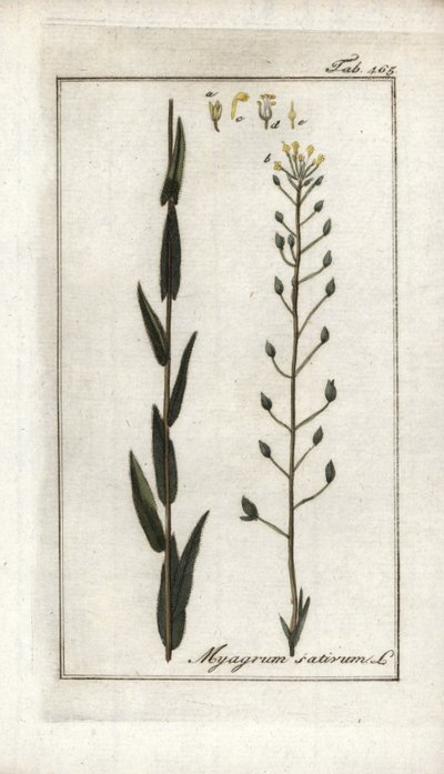 Cameline eli pellava basard tai seesami Saksasta (Camelina sativa). Liitoskuva Johannes Zornin (1739-1799) teoksesta "Afbeelding der Artseny-Gewassen", Alankomaat. tekijältä Unbekannter Künstler