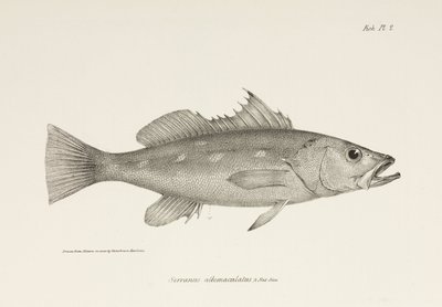 Camotillo, Tyynimeri, n. 1832-1836 tekijältä Unbekannter Künstler