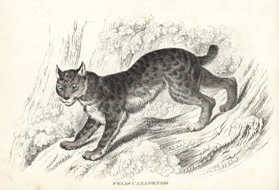 Kanadan ilves, Lynx canadensis (Felis canadensis). Käsinväritetty litografia Georg Friedrich Treitschken luonnontieteellisestä galleriasta, Naturhistorischer Bildersaal des Thierreiches, Liepzig-1842. tekijältä Unbekannter Künstler