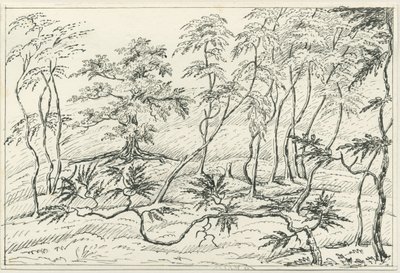 Cannock Chase: kynä- ja lyijykynäpiirustus, nd [?1800-luku] tekijältä Unbekannt