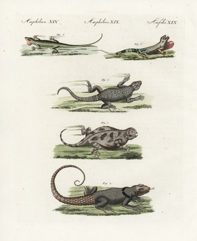 Cape girdled lisko (afrikkalainen saurian), Cordylus cordylus 1, Cuvier