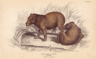 Capybara, Hydrochoerus hydrochaeris (Hydrochaerus cabiai). Lizarsin käsin värjätty teräskaiverrus Charles Hamilton Smithin kuvituksen mukaan William Jardine