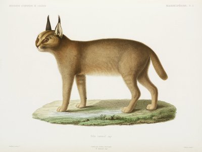 Caracal, Algeria tekijältä Unbekannt