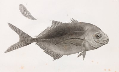 Caranx Sauteur, lähikuva tekijältä Unbekannt