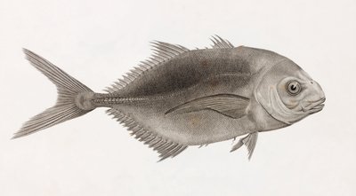 Caranx Sauteur, lähikuva tekijältä Unbekannt