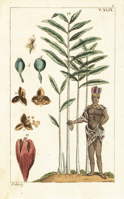 Kardemumma, Elettaria cardamomum. tekijältä Unbekannter Künstler