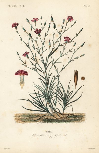 Neilikka tai neilikka vaaleanpunainen, Dianthus caryophyllus, Oeillet tekijältä Unbekannt