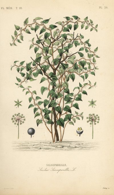 Kissan viherkoira tai catbriar, Smilax glauca, Smilax sarsaparilla, Salsepareille, Debrayn käsinvärinen teräskaiverrus Edouard Maubertin kasvitieteellisen kuvituksen mukaan Pierre Oscar Reveilistä, A tekijältä Unbekannt