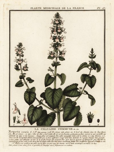 Kissanminttua, Nepeta cataria. tekijältä Unbekannter Künstler