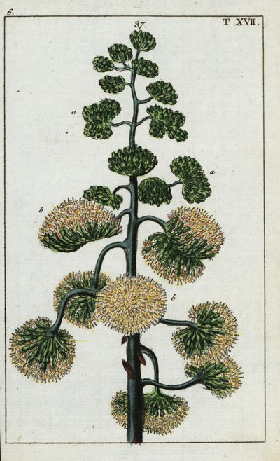 Century kasvi, Agave americana. tekijältä Unbekannter Künstler