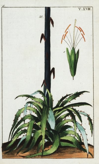 Century kasvi, Agave americana. tekijältä Unbekannter Künstler